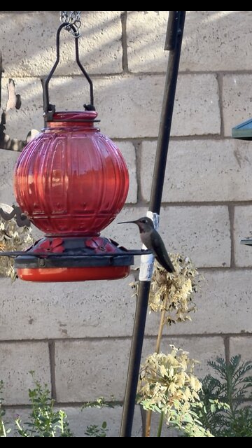 Hummingbird Up Close — A Quick Backyard Visit