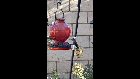 Thirsty hummingbird enjoys a drink