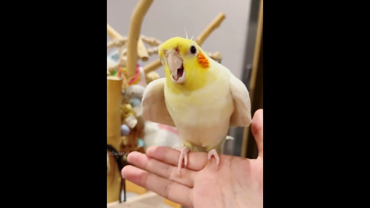 A charming cockatiel is singing the Cookie Song, showcasing its cuteness.