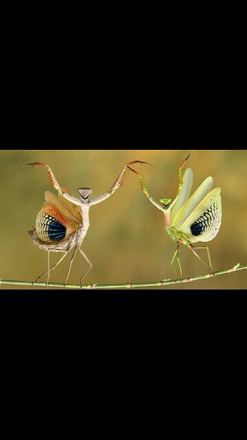 Animals Funny Videos 🐶🐱# viral #funny