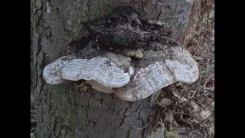 Fomes fomentarius
