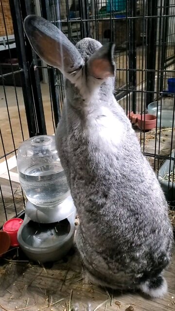 These girls are getting adopted today! Yay!