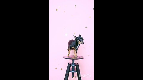 enjoy dogs 🐕🐕