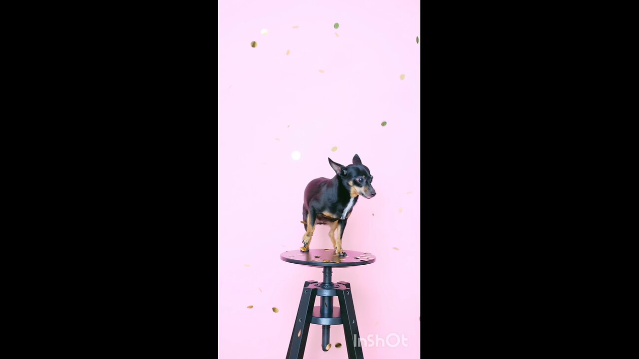 enjoy dogs 🐕🐕