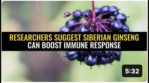 "Siberian Ginseng May Increase Immune Response, Researchers Suggest"