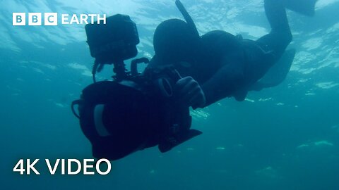 Getting Scarily Close to Feeding Fin Whales | North Atlantic | 4K UHD | BBC Earth