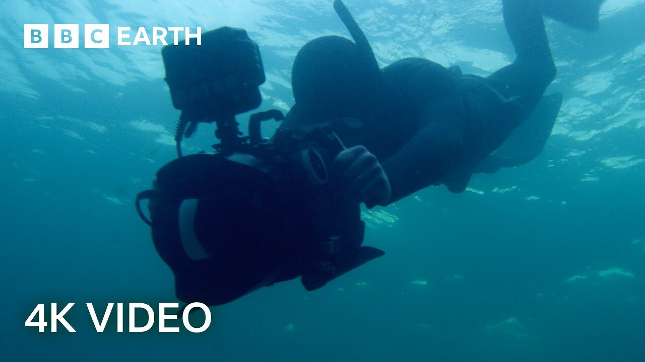 Getting Scarily Close to Feeding Fin Whales | North Atlantic | 4K UHD | BBC Earth
