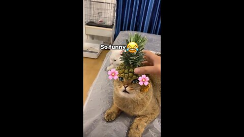 so funny🤣🤣 | funny cat
