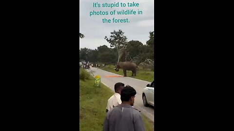 elephant
