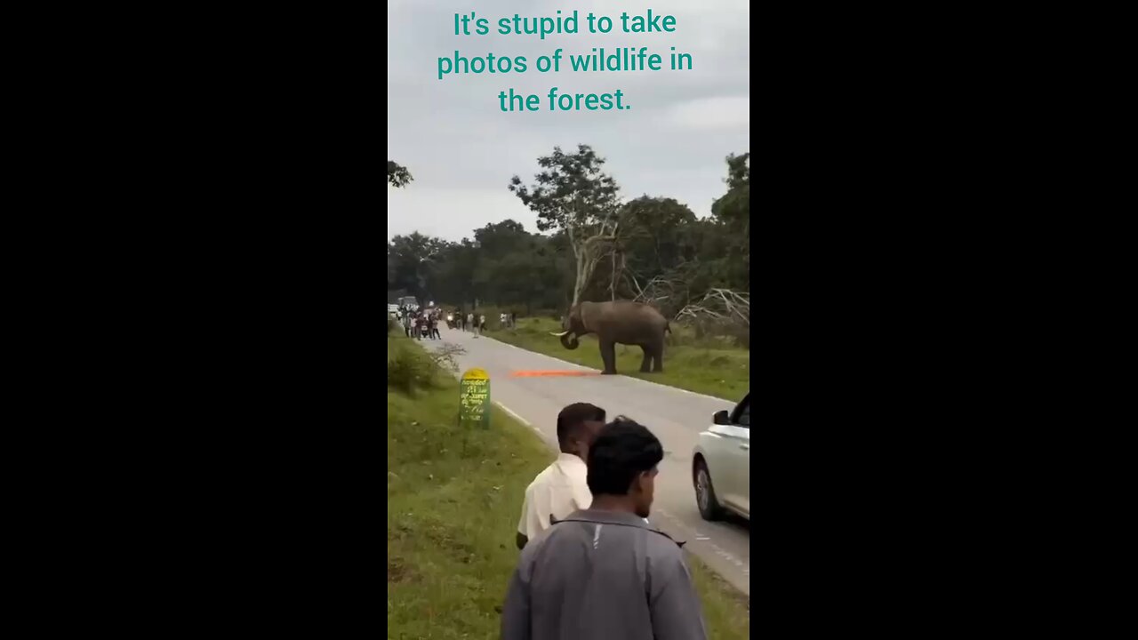 elephant