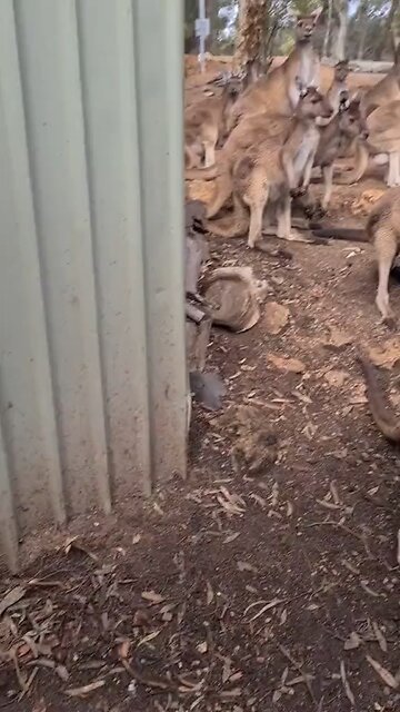 These kangaroos are happy