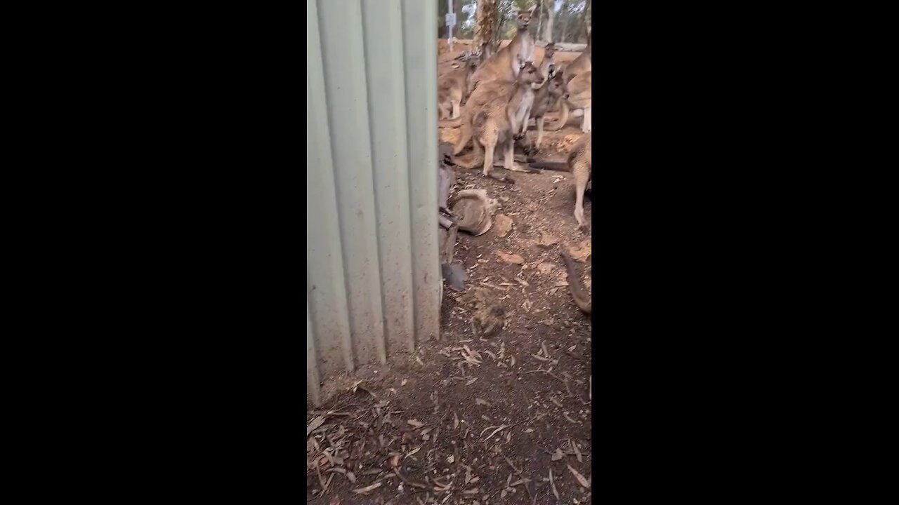 These kangaroos are happy