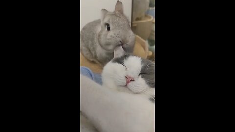 Funny Animals Brazzo 5