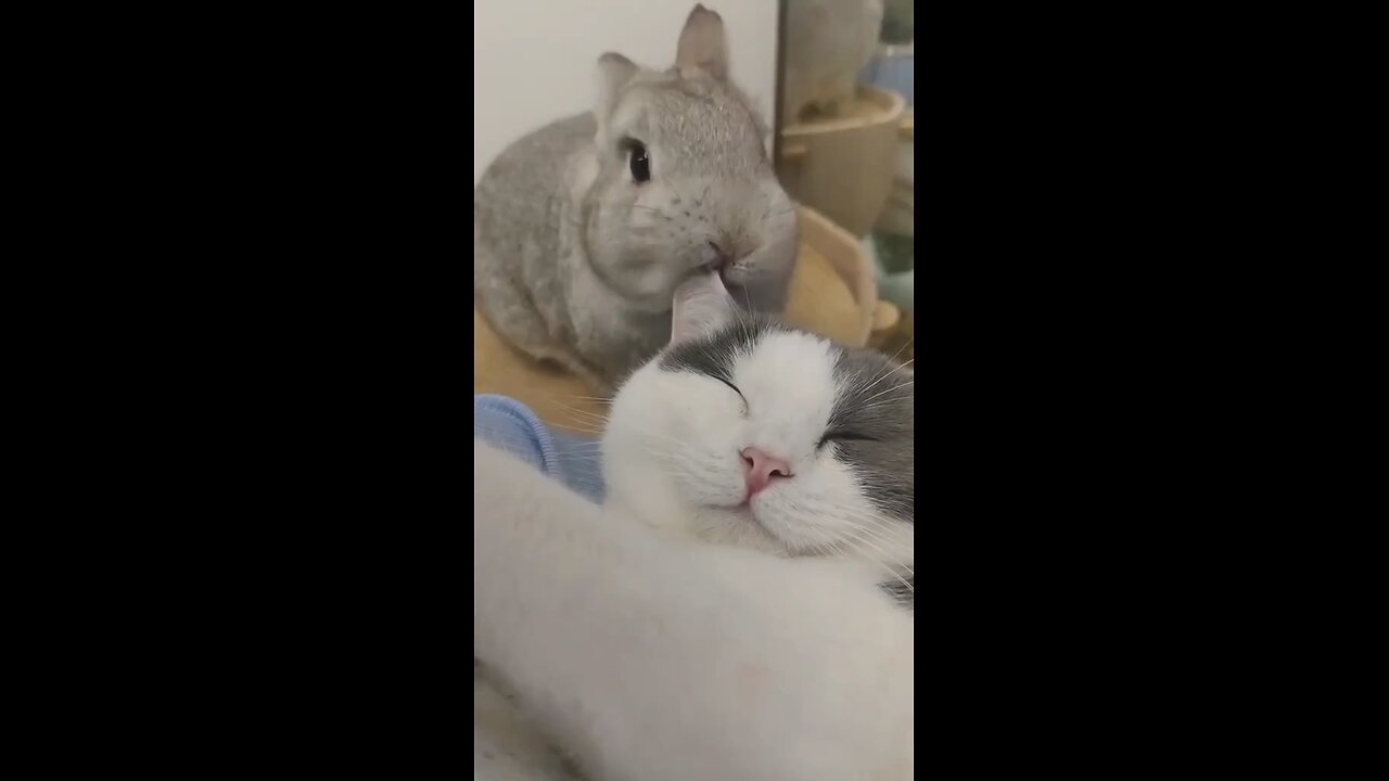 Funny Animals Brazzo 5