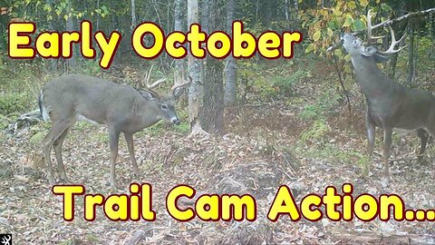 Trail Camera Action, Early October, Deer, Bear & Moose