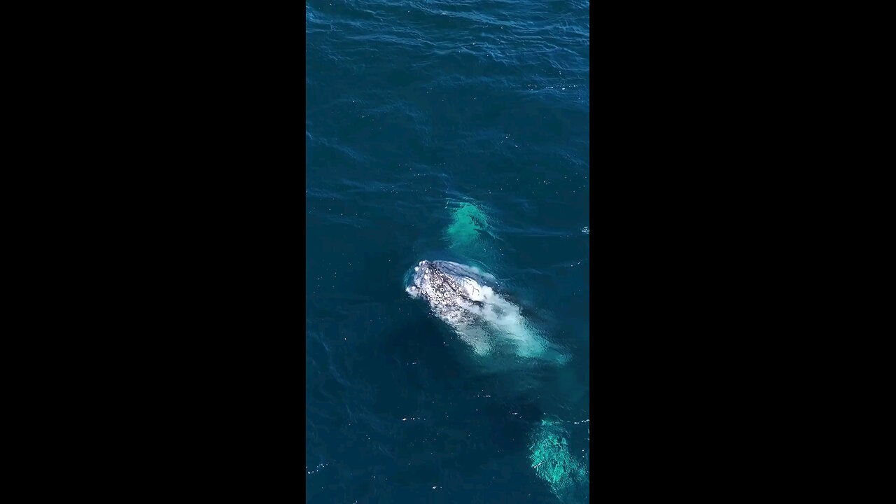 sea giant