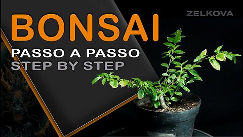 Bonsai de zelkova passo a passo: Bonsai SP