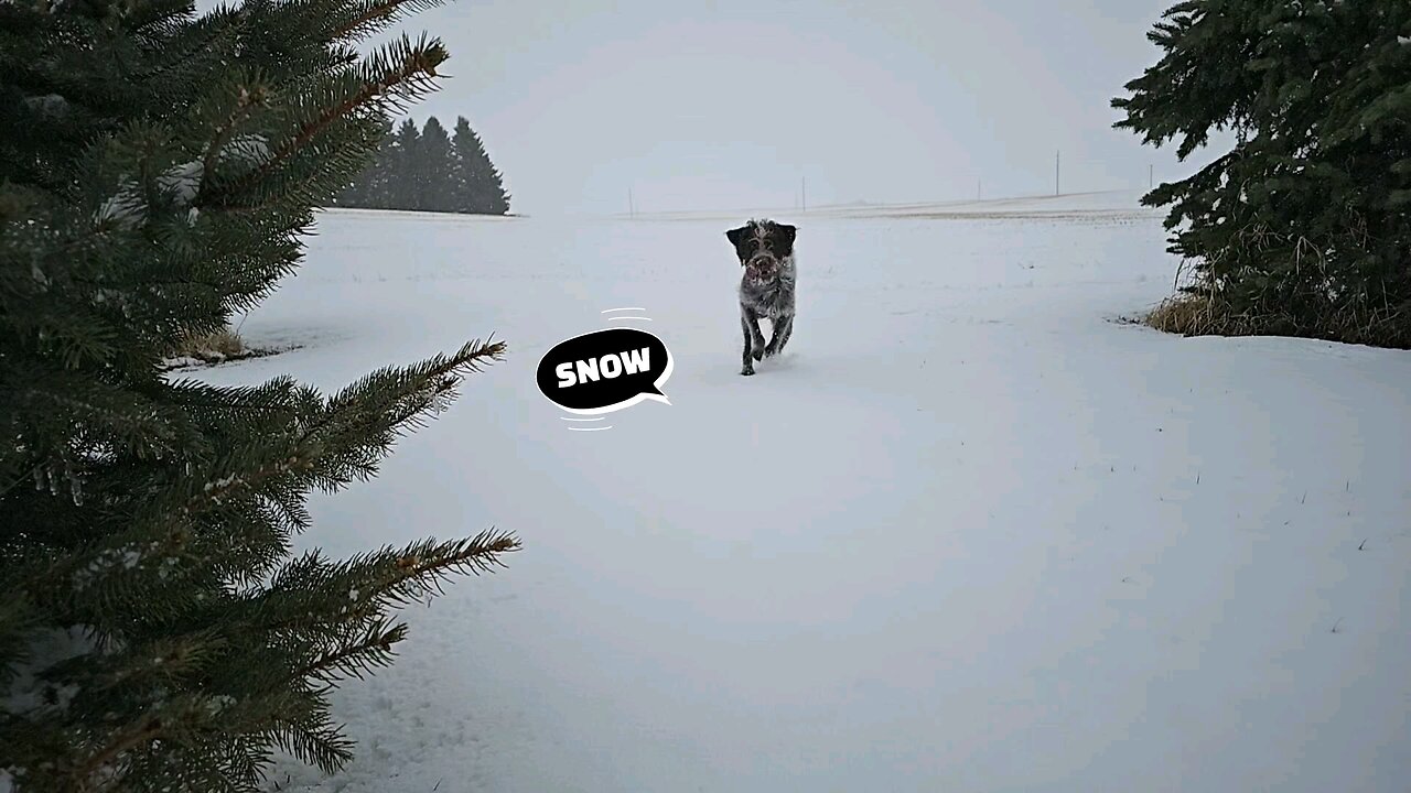 2025 Playing in the April Snow