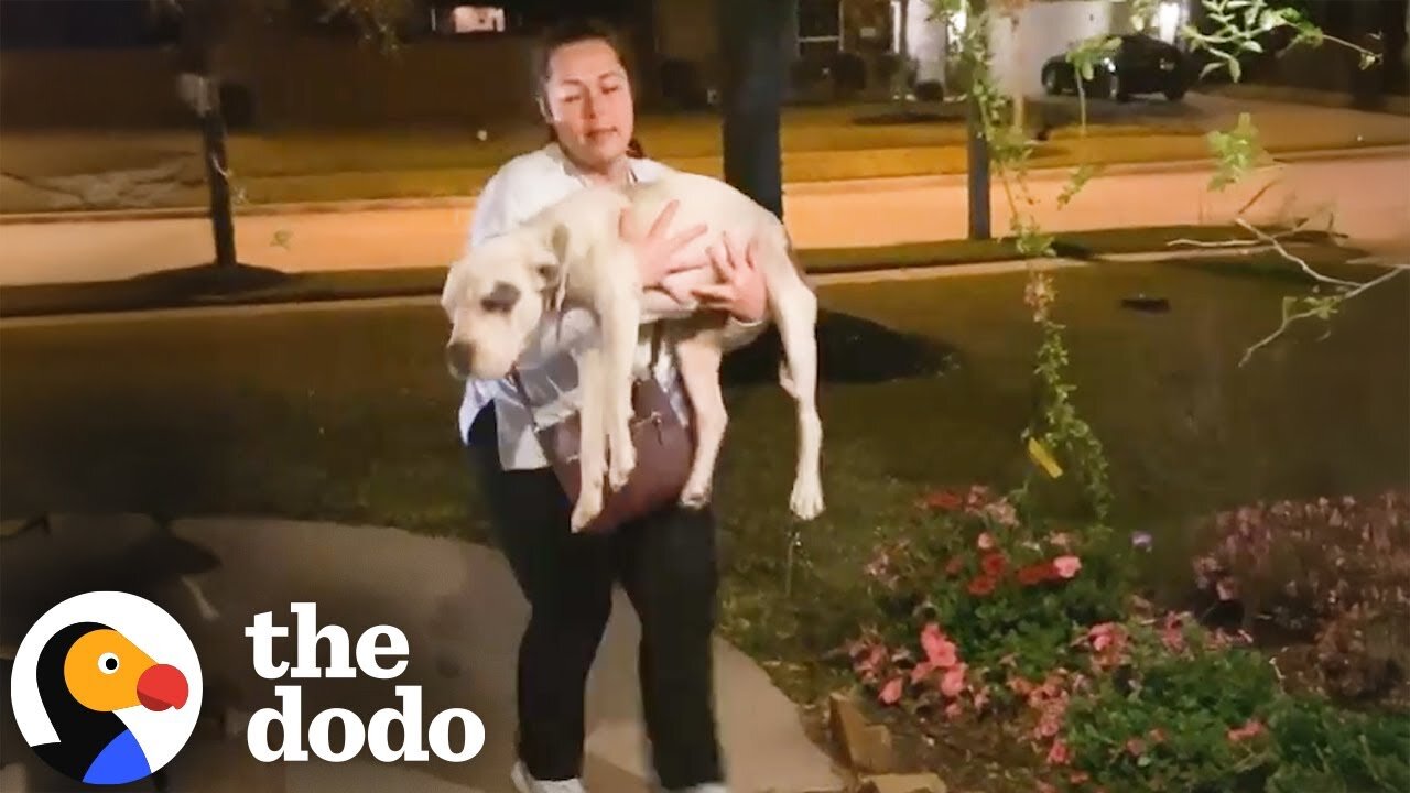 Woman Brings Home A Grateful Pittie She Found By The Highway | The Dodo