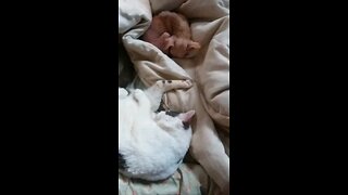 waking up my babies