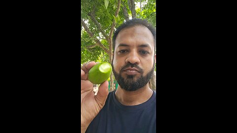 গাছের কচি আম।
