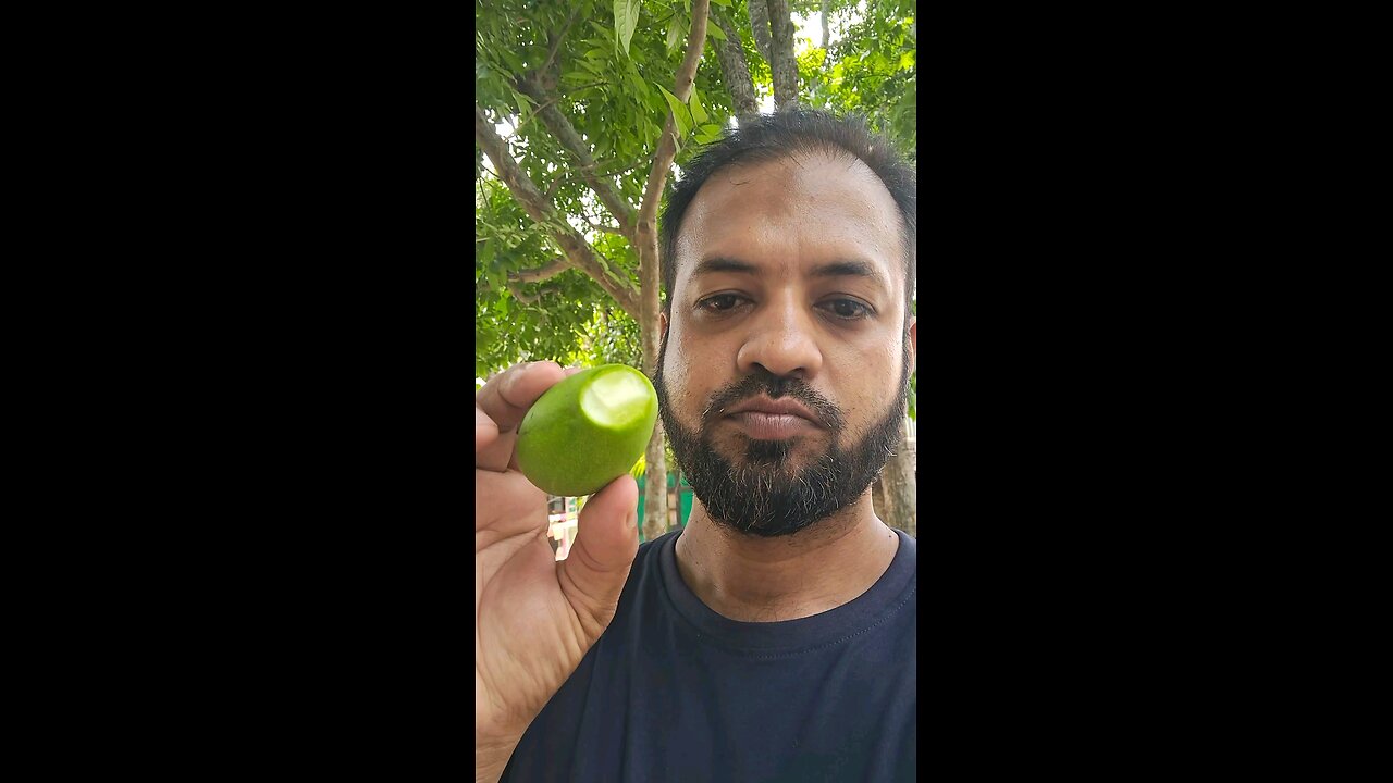 গাছের কচি আম।