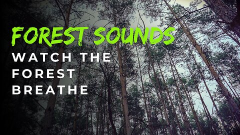 2 minutes of tranquility: Watch the Forest Breathe with the Wind