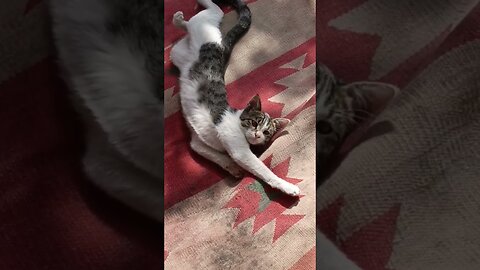 Subscribe if you love cute cats.🐱