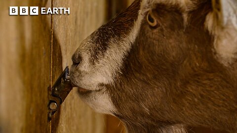 Clever Cows & Mischievous Goats: Surprising Animal Geniuses | BBC Earth 