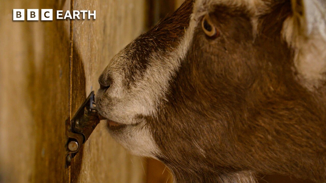 Clever Cows & Mischievous Goats: Surprising Animal Geniuses | BBC Earth