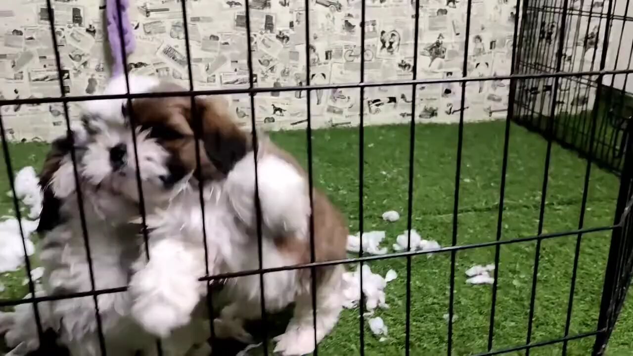 shih tzu puppies
