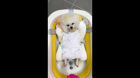 Cute Dog