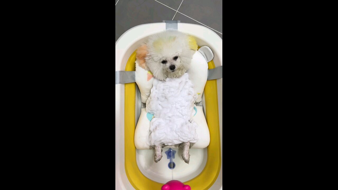 Cute Dog