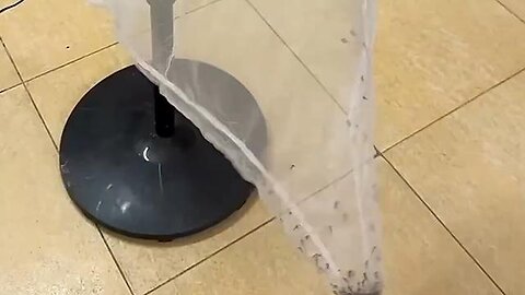 "Ingenious Method to Trap Mosquitoes!"