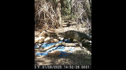 Egyptian Mongoose Mother and Pup – Rare Calls Captured in the Wild