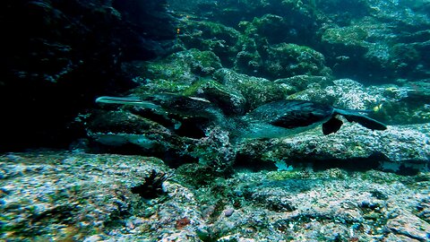 Cormorant hunts for fish in the crevices in Galapagos Islands