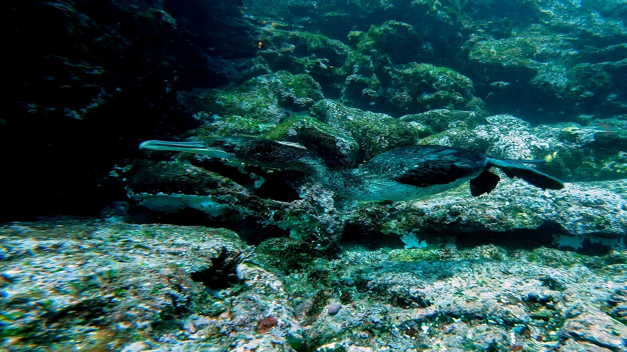 Cormorant hunts for fish in the crevices in Galapagos Islands