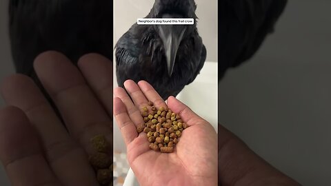 The girl with the dogs saved the wounded crow and became her family