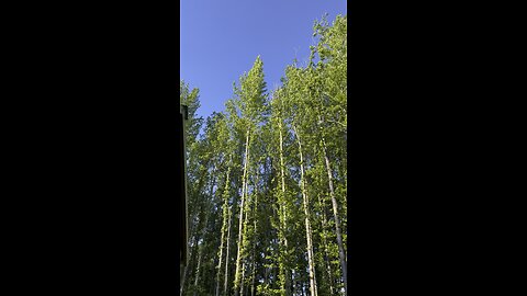 Surrounded 🌲🌲