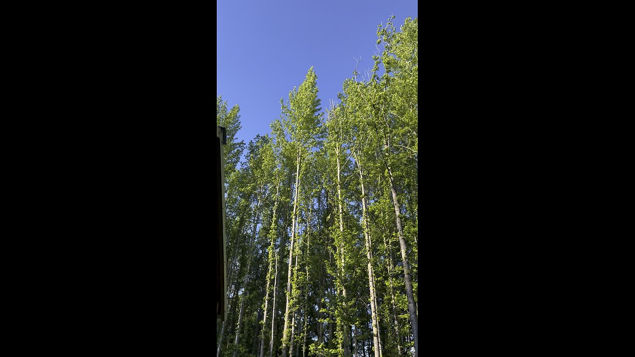 Surrounded 🌲🌲
