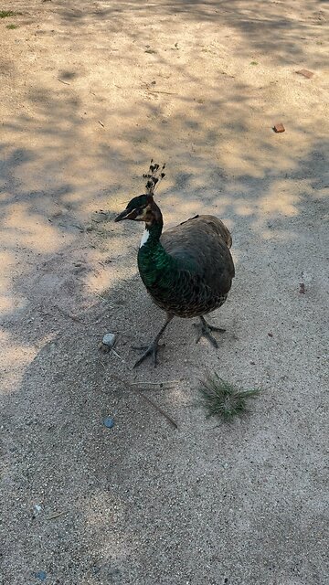 Beautiful Peacock Walking Gracefully in Nature 🦚 #shorts #peacock #animals
