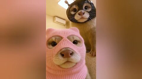 This Baby Otter Will Melt Your Heart 😍 | Cutest Animal on the Internet!