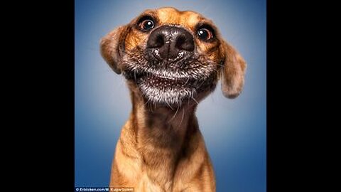 Dog's work