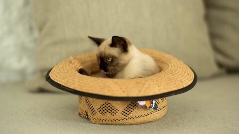 cute funny cat video
