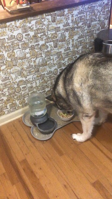 Thursday January 22, Obey the Government