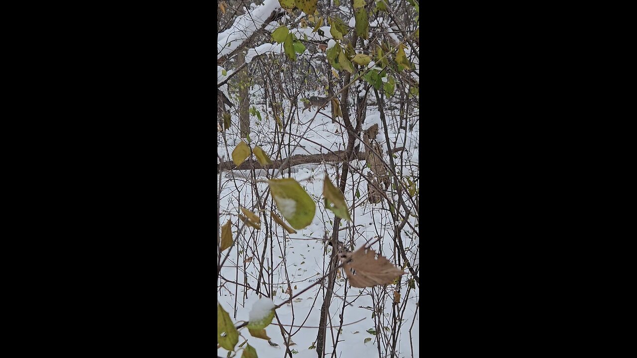 An Entire Herd of Deer Wintering in the Woods