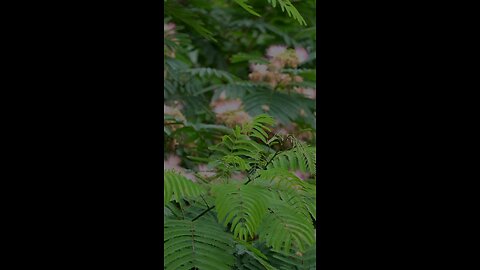 🔥Surah Al-Asr⏳ سورة العصر ⚡ #quran #shorts #viral #youtubeshorts #love #trending #shortvideo #viral