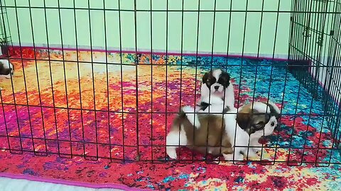 shih tzu puppies