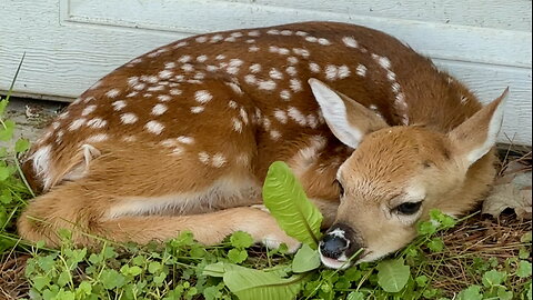 Newborn Fawn Up Close
