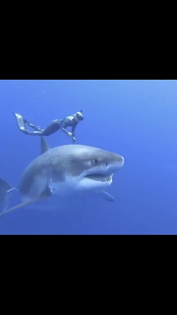 MARINE DIVERS SWIM🦈🤿WITH WORLDS MOST FEARED ANIMAL🏊‍♀️🦈💫
